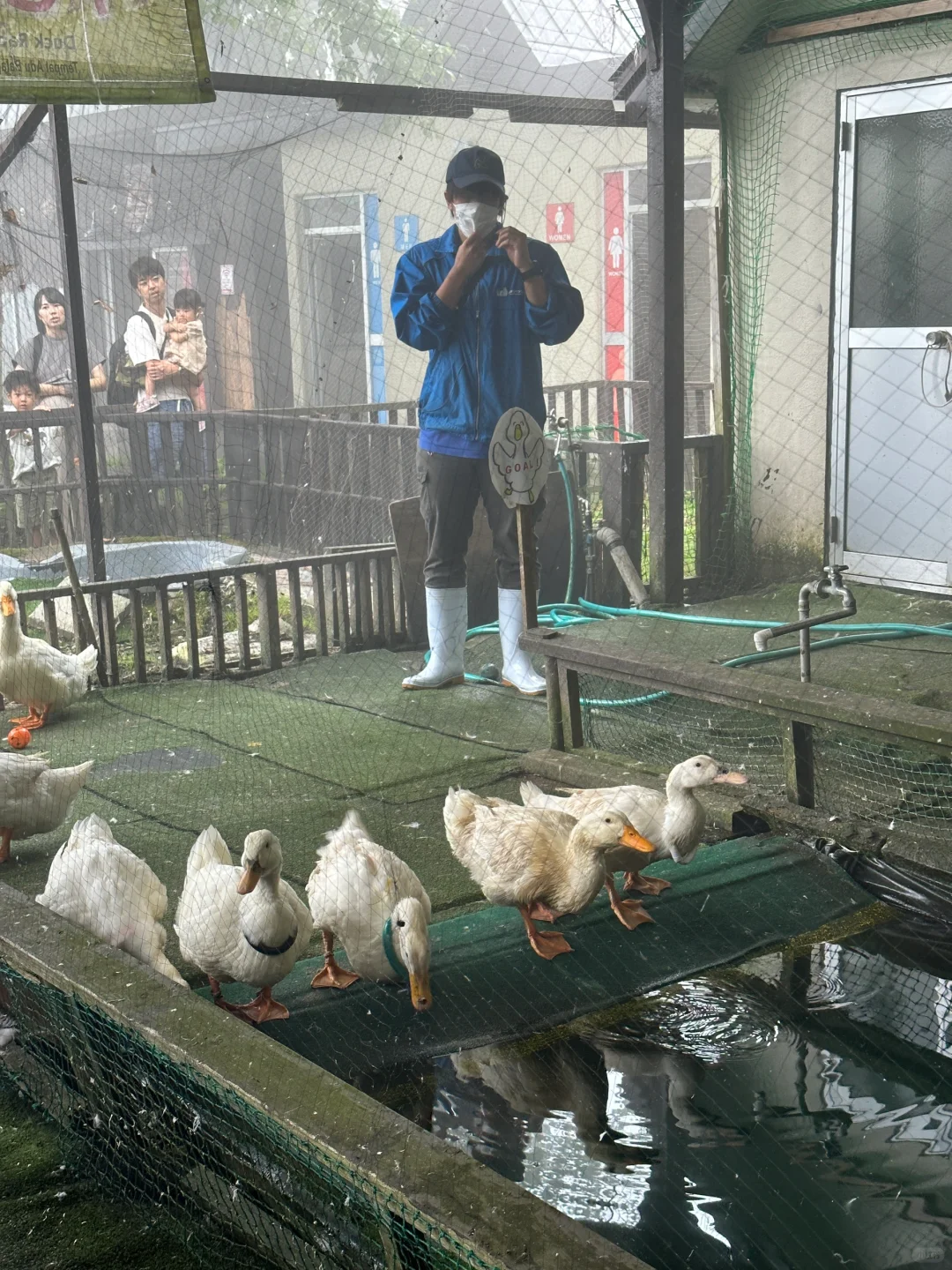 惊呆了！人家赛马，日本北海道是赛鸭子