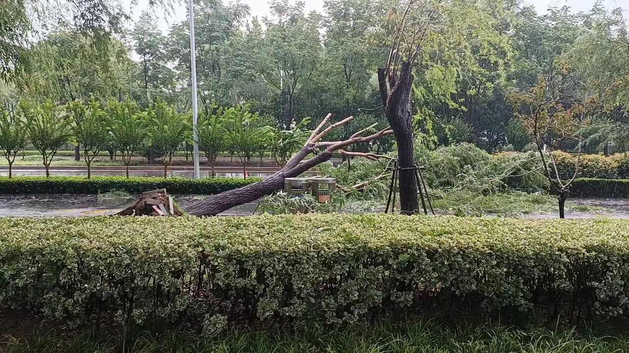 白海豚倒拔垂杨柳，出行安全第一，汽车不要停在树下。