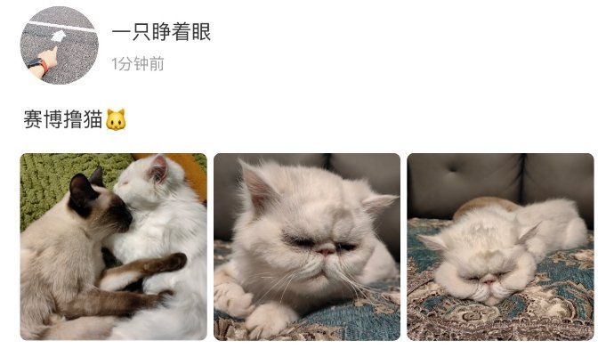 我要看我的狗不要看你的猫🥺 