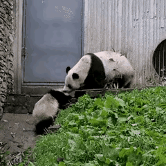 玲琅挥拳耍棍的这一瞬间让你想到了什么？我依稀仿佛看见了幼年时期的自己，被父母棍棒