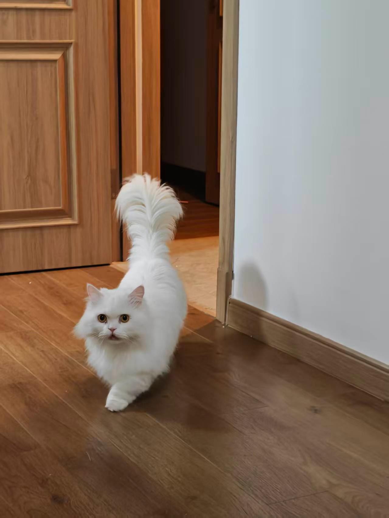 捕捉到一只可爱滴小猫萌宠萌宠的日常