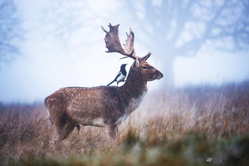 有鹿的地方就有人参。《有鹿的地方就有人参：自然交织的神秘密码》

宝子们，今天咱