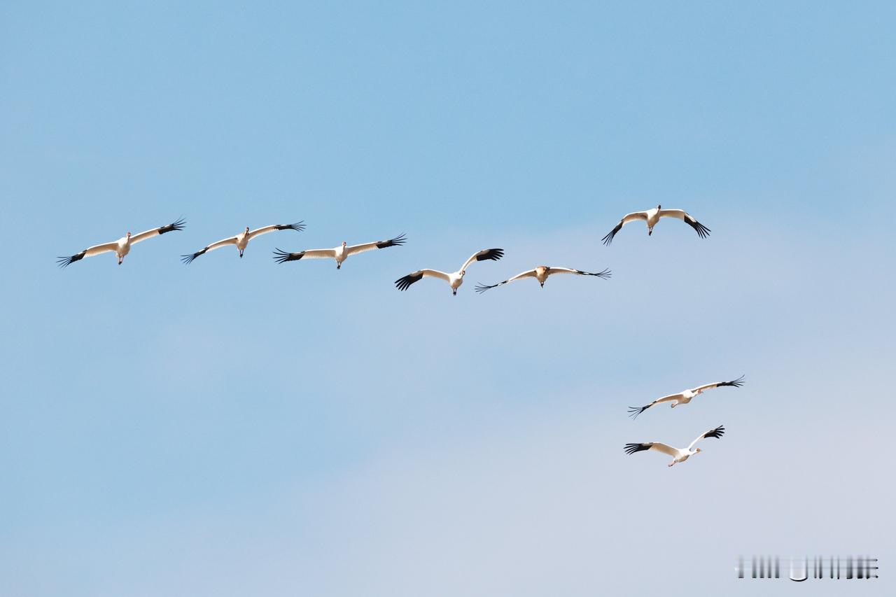 国家一级保护动物白鹤满天飞
（拍摄于江西永修吴城镇）