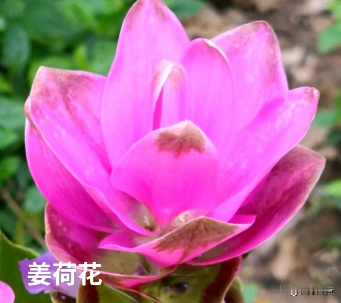 西双版纳，
不愧为热带植物的王国。

在热带植物园和曼听御花园里，
见识到太多的
