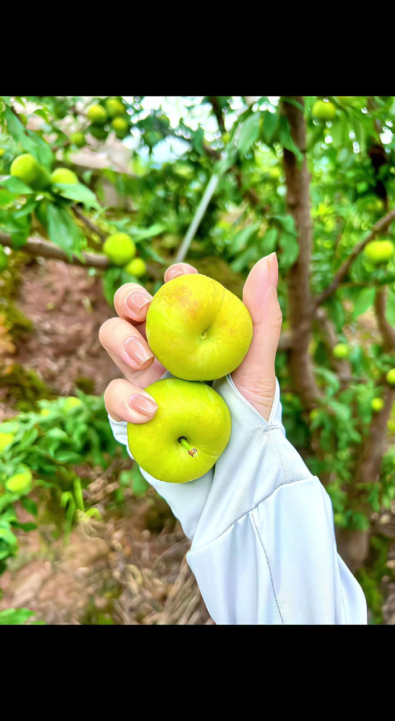 🍃刚摘的青李在掌心晃，像攥着两团晨光✨。酸甜在舌尖炸开，这才是夏天的入场券啊！