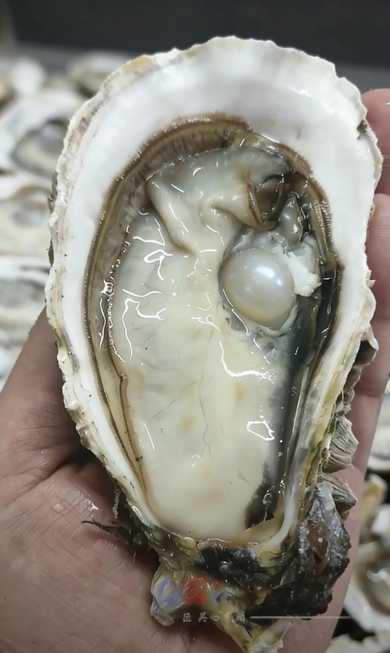 生蚝里开出硬宝贝！老板拒卖，真相藏着暖心好运
 2026年2月4日，广东惠州惠城