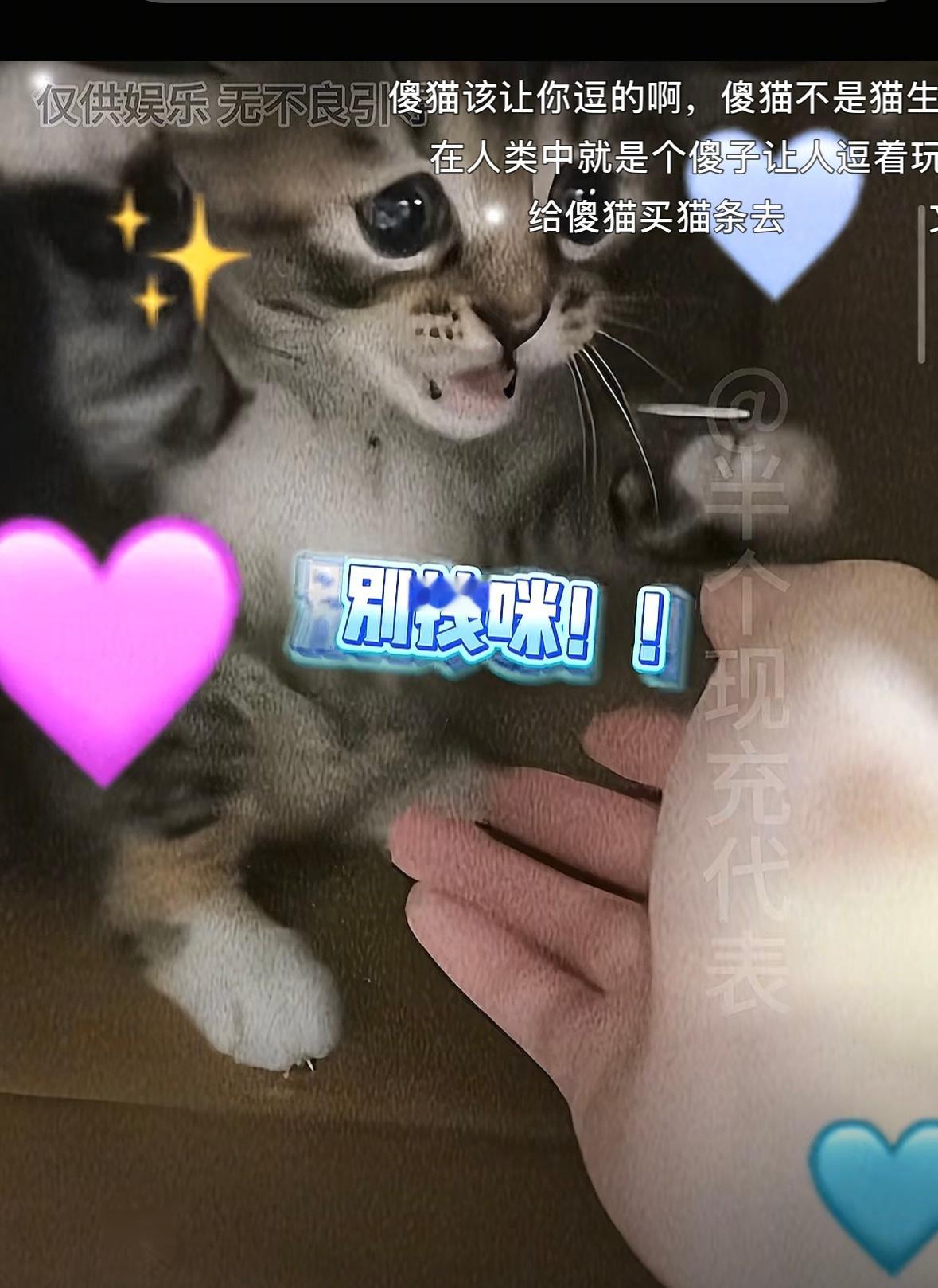 连哈气都不会的窝囊小猫就这么弱小无助的小发雷霆。 