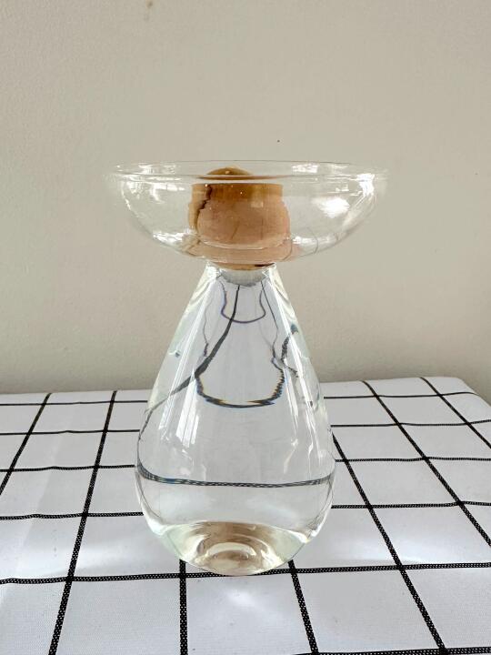 我这个牛油果种植失败了吗？