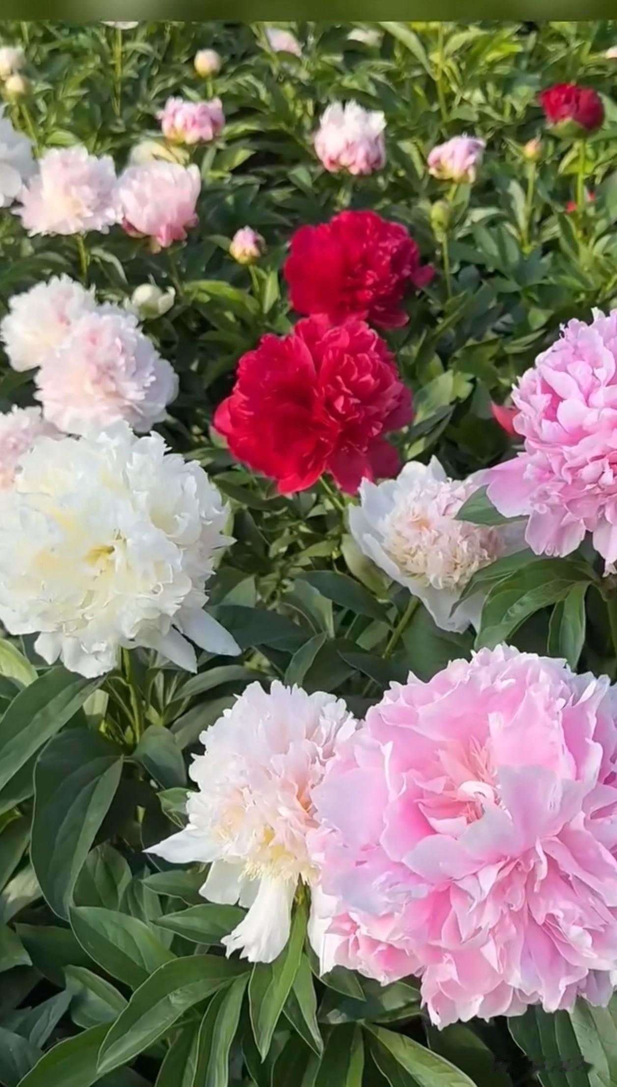 漫山芍药花海铺展成春日盛景，各色花团错落交织，纯白清雅、浅粉温柔、艳红浓烈，层层