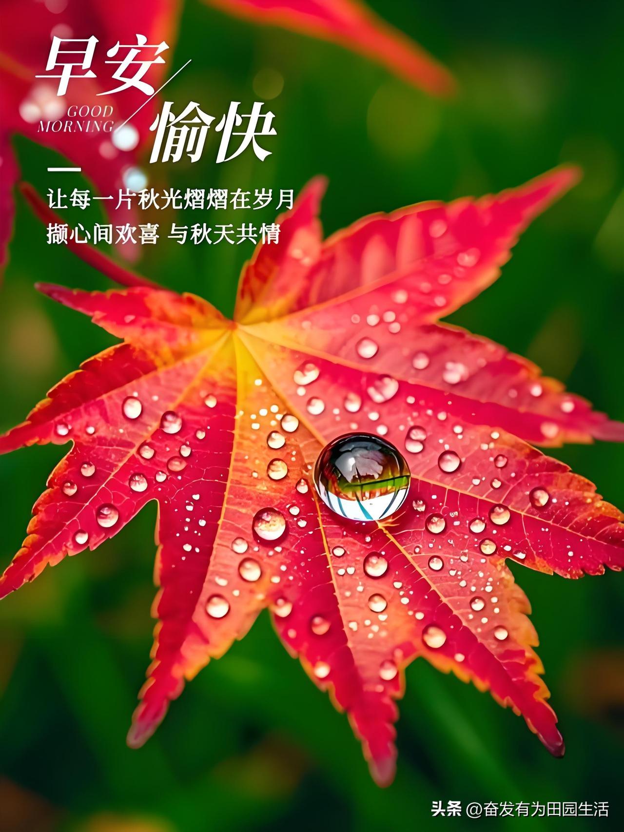 早安愉快，让秋光与心情一同闪耀！🍂🌞分享早晨的祝福语 分享一张你拍的清晨阳光