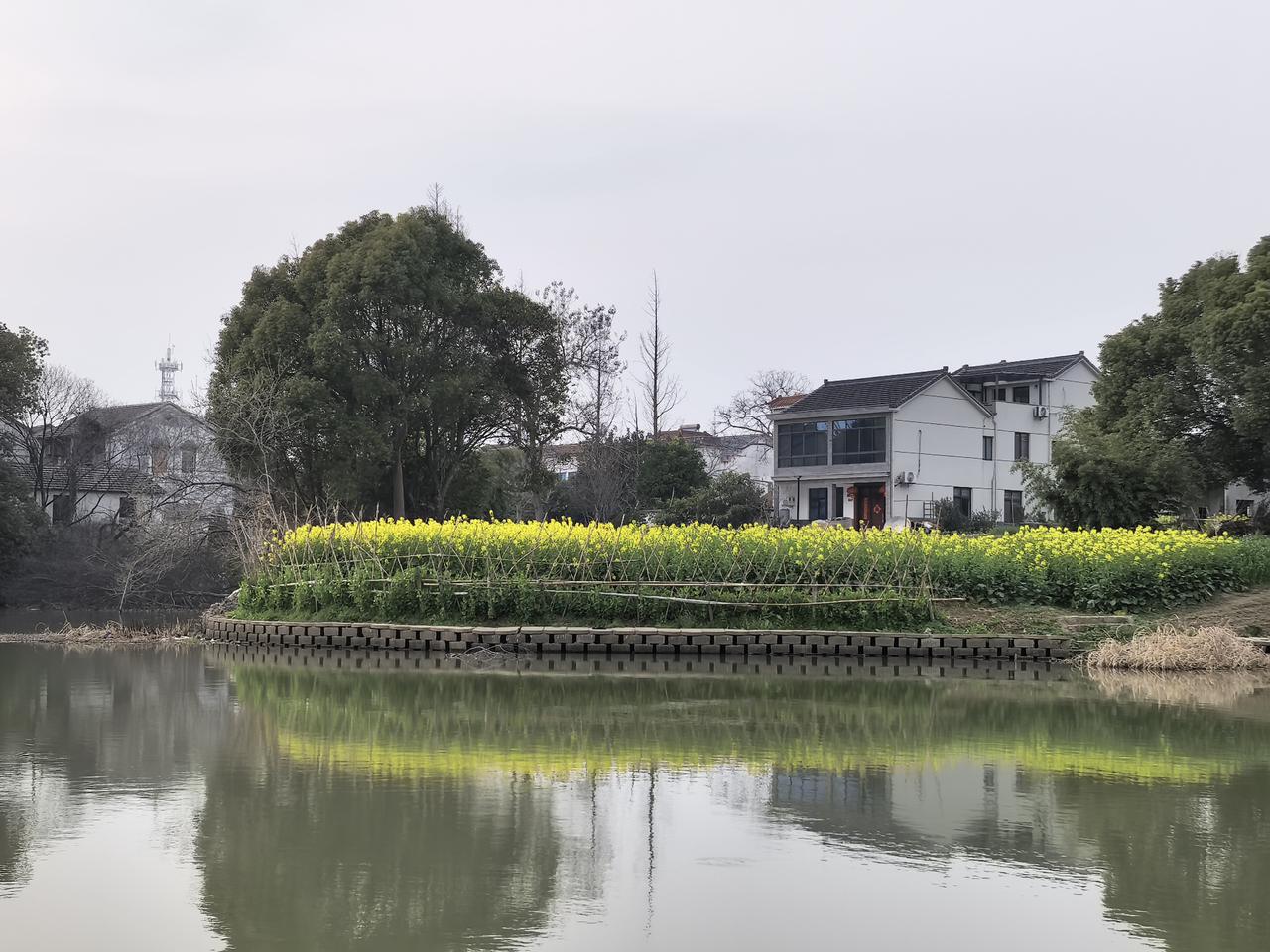 半生漂泊，终于回到老家：
浙江湖州一个普通的乡村，
阳春三月，
河岸油菜花开，一