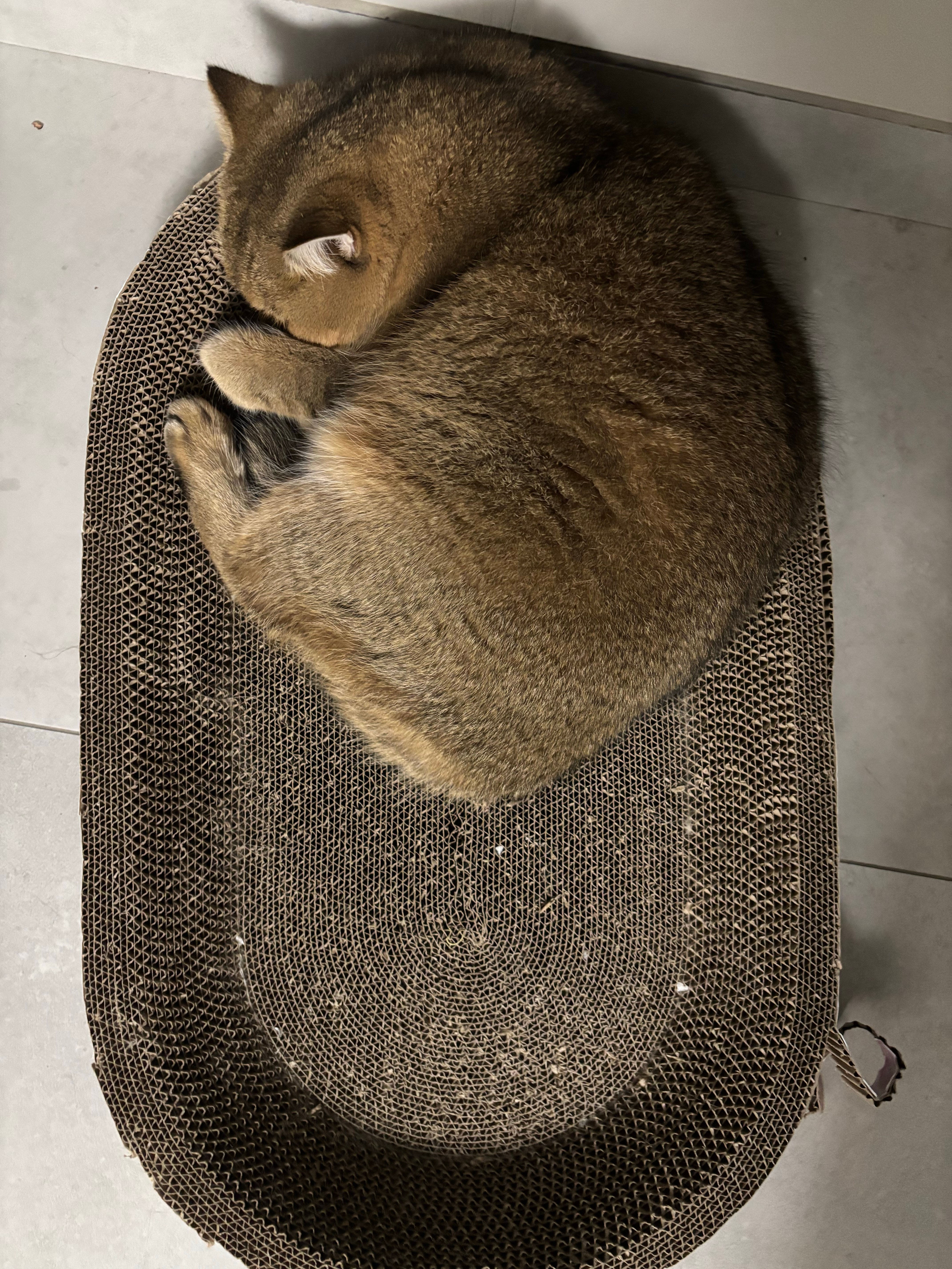 贪睡喵猫咪[超话] ​​​