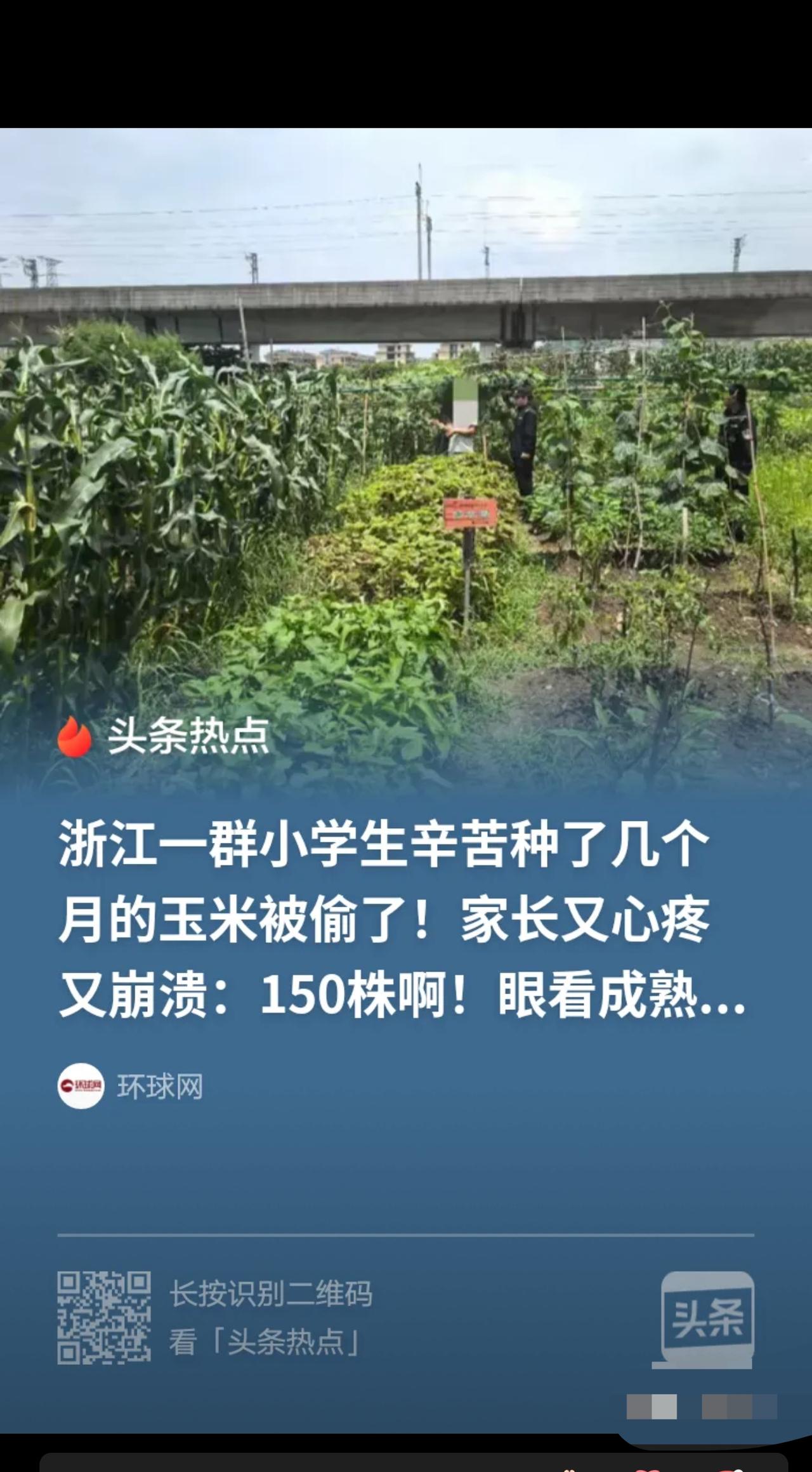 生动的一课！”浙江黄岩，一群小学生辛苦种了几个月的玉米，共150株，眼看要成熟了