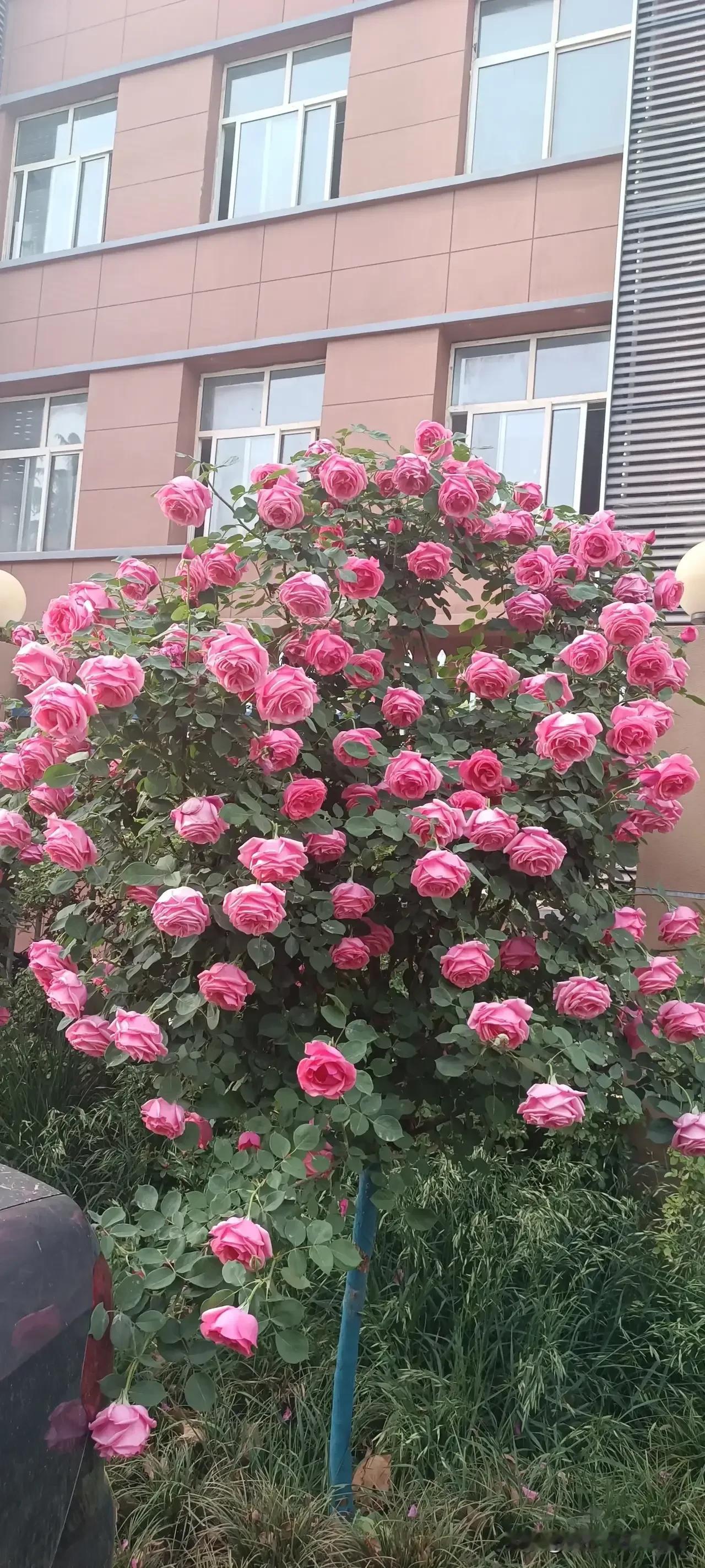 发一张你相册最近拍的花