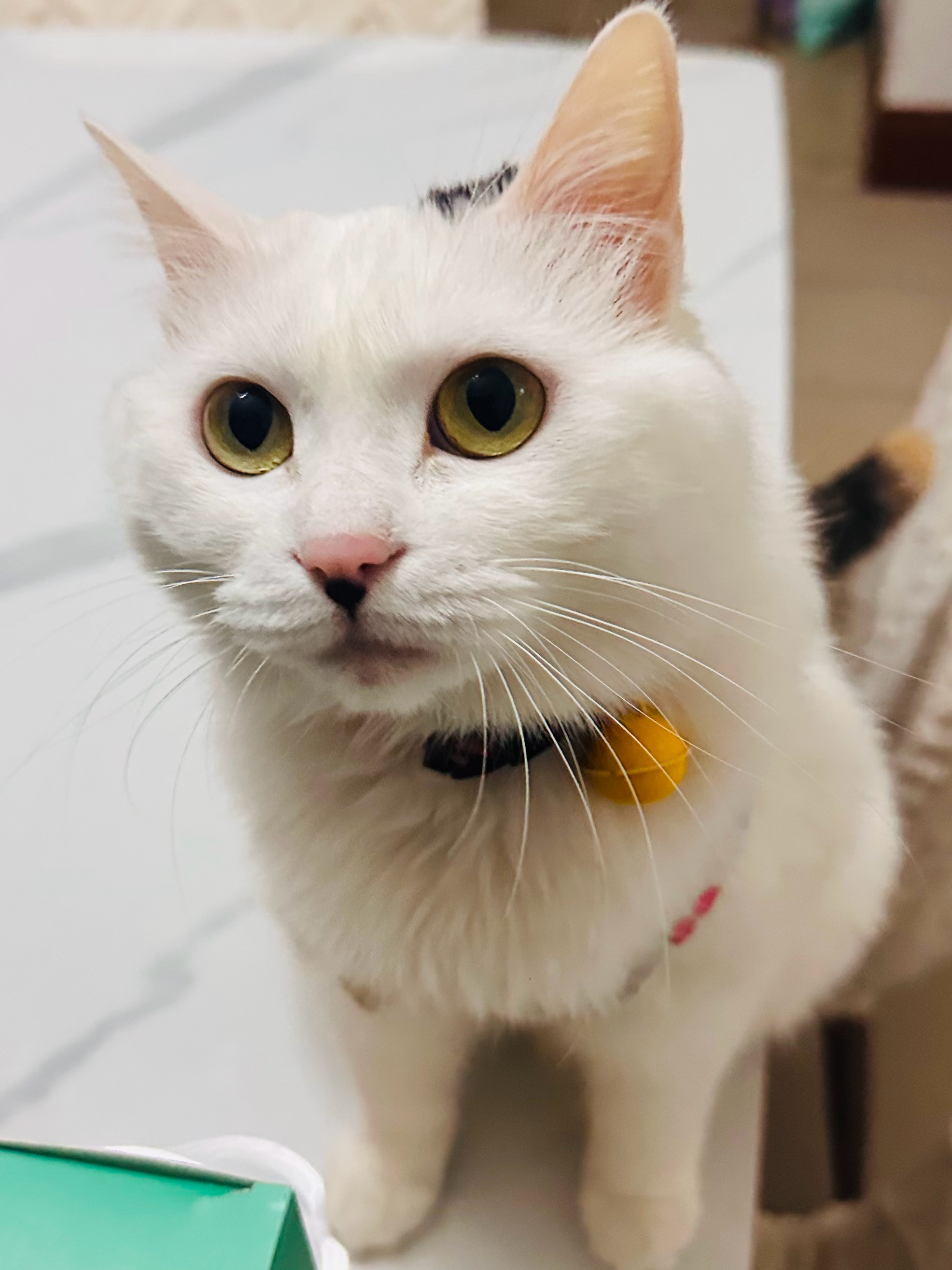 为何我们如此害怕被误解？——因为我们尚不理解自己。 