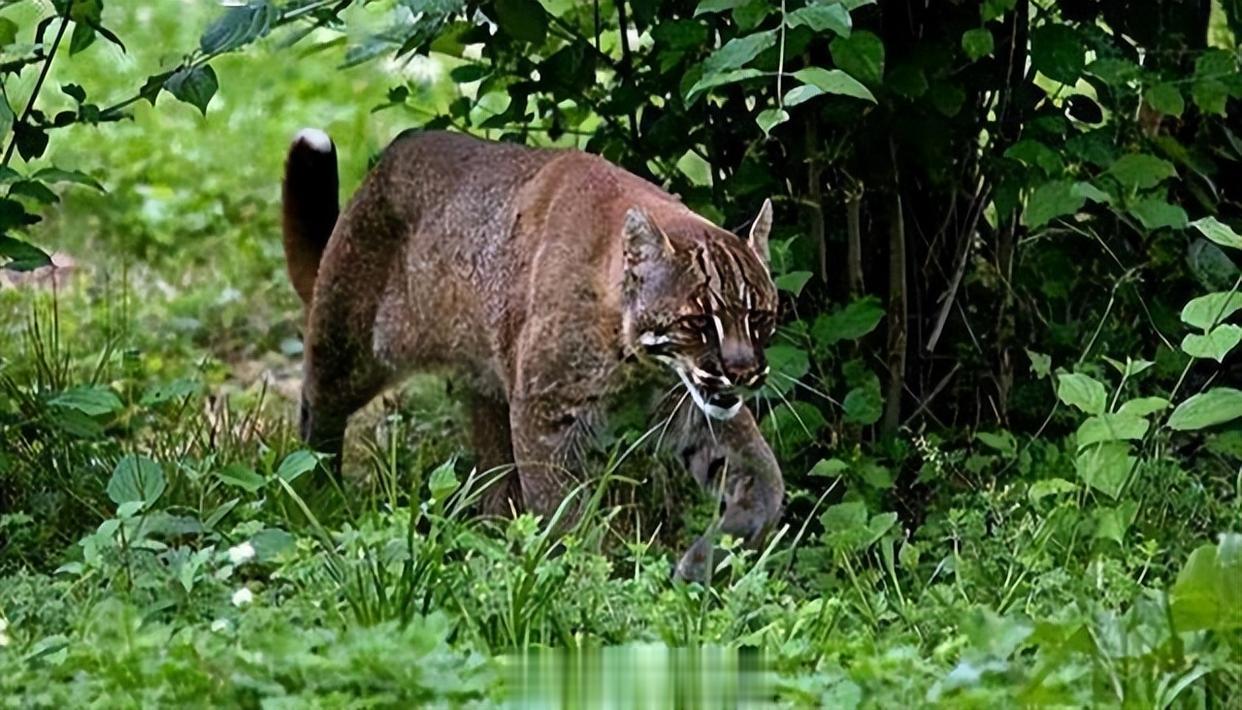 #乡村振兴那曲奋进#西藏那曲一种国家级别的保护动物，估计很多人都不了解，它叫黄虎