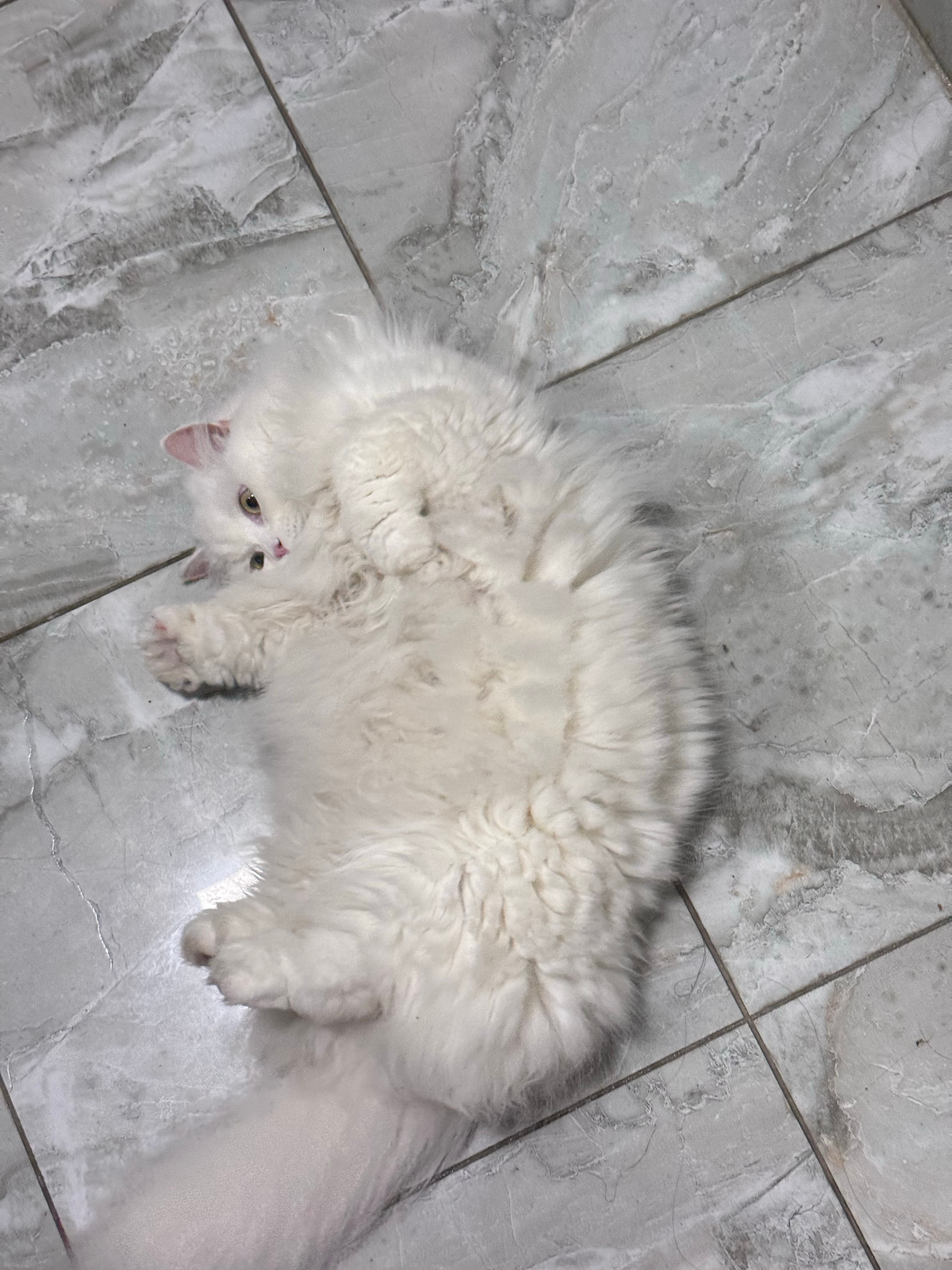 那我对我的猫和对小孩是两种态度了[耶]小猫🐱喵喵叫天籁之音，小孩哇哇叫我就要红
