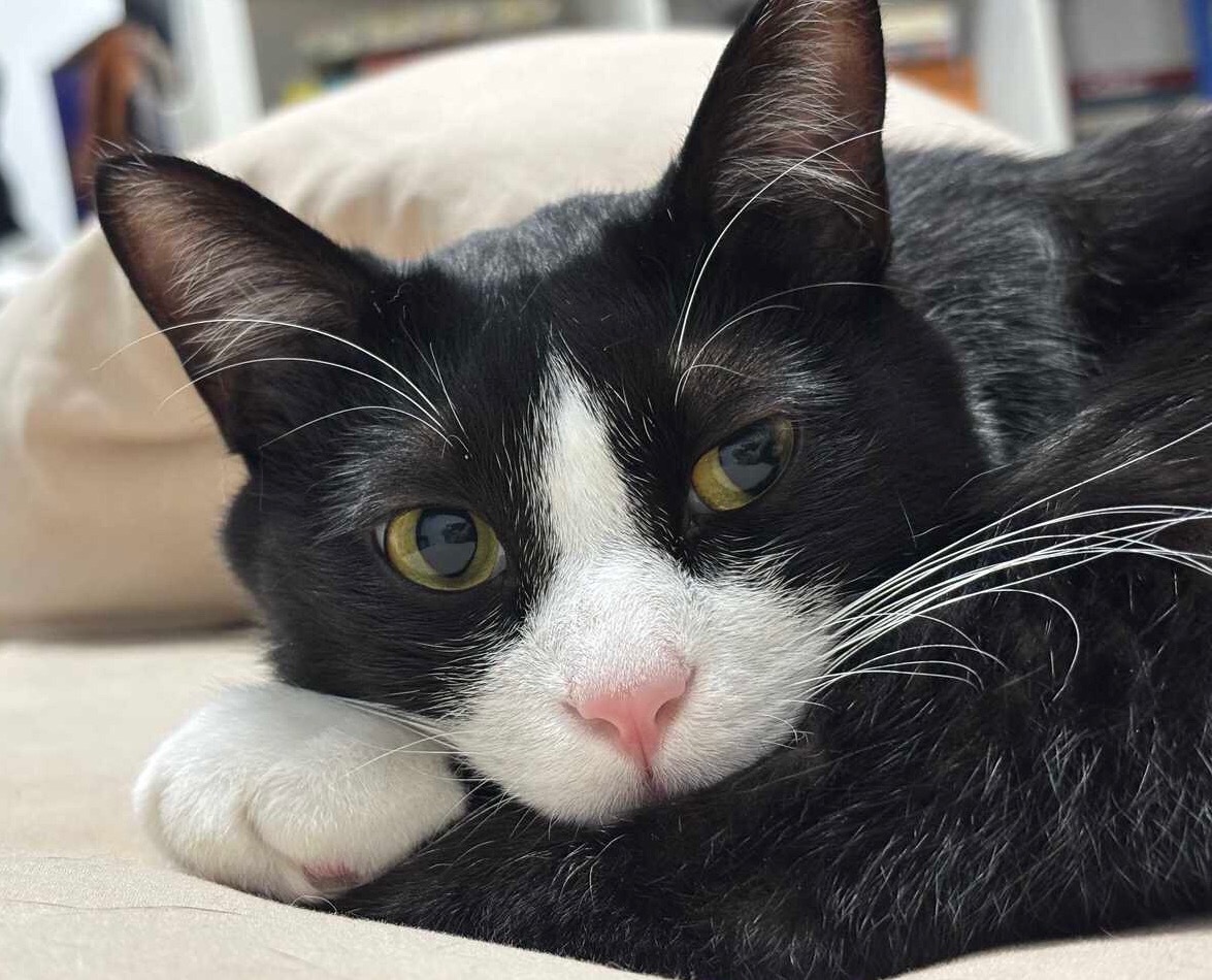 有时我不喊叫也不奔跑，只是思考。daily奶牛猫 （投稿：）