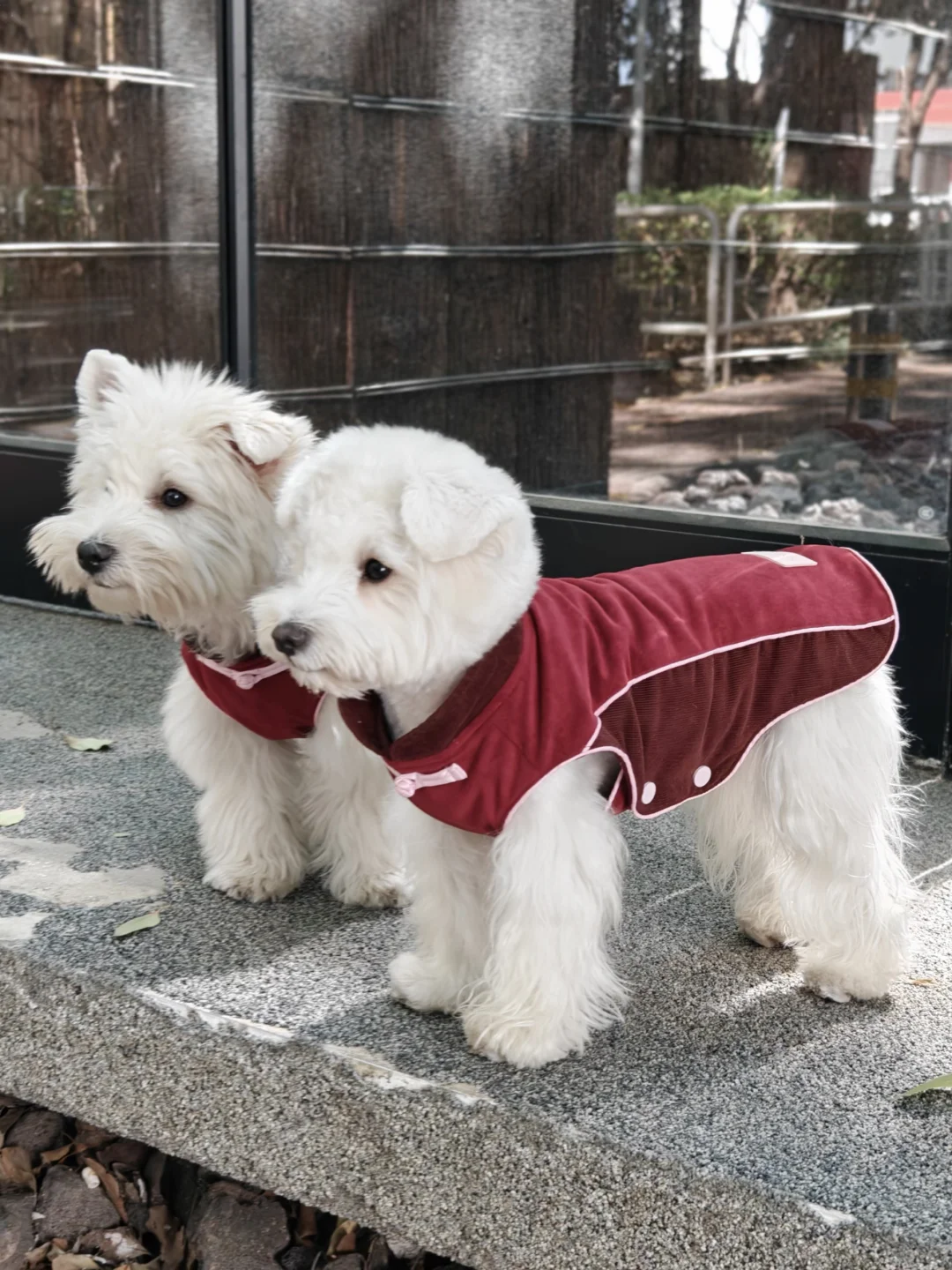 小狗的新中式新年战袍来噜🧨