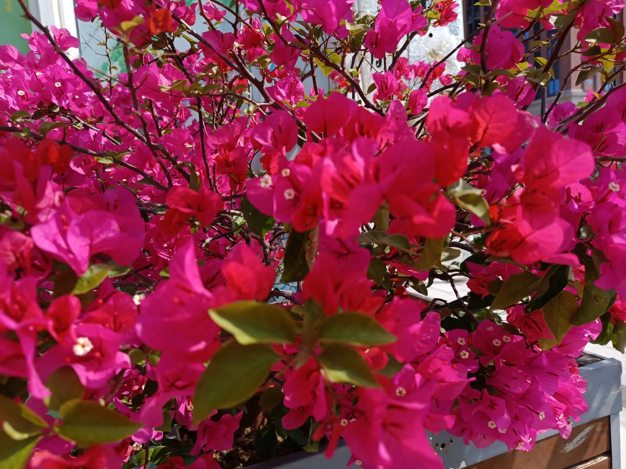 随手一拍五彩斑斓的花朵
春暖花开
百花齐放
五彩斑斓
娇艳欲滴
美丽绽放
大美了