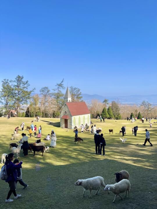 12月28日实拍｜大理沧海云上草原🐏🐑