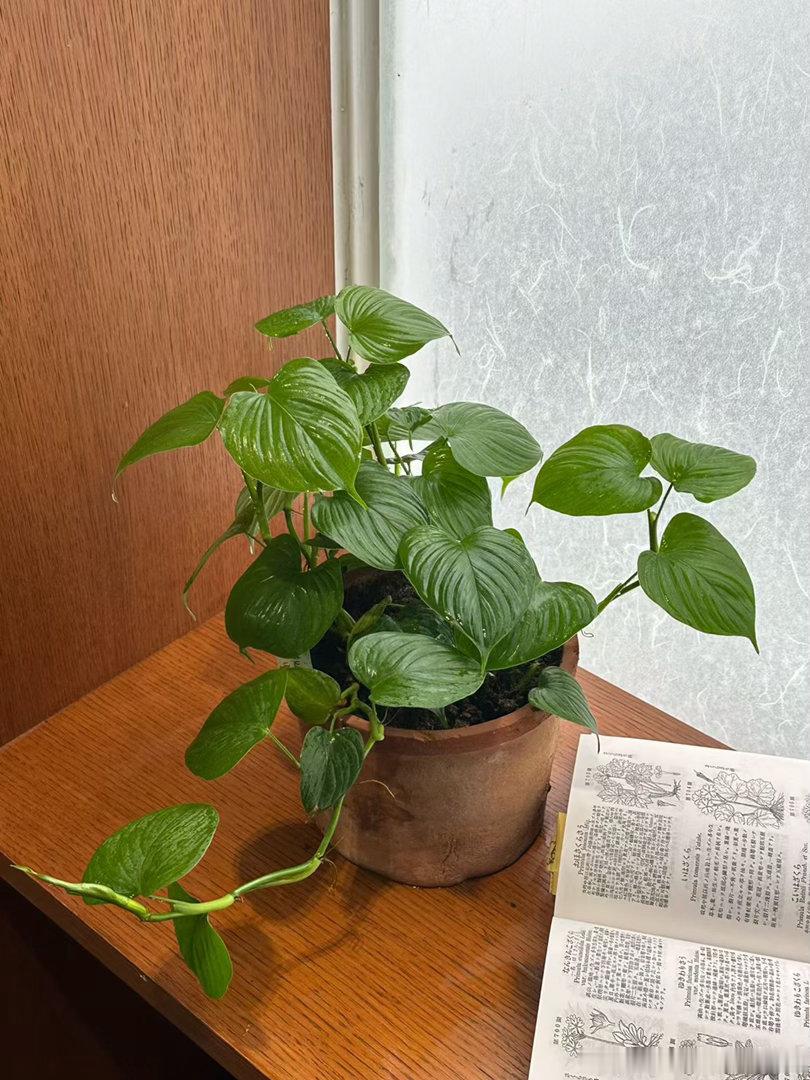秘鲁蔓绿绒✨lumos植物系列 ​​​