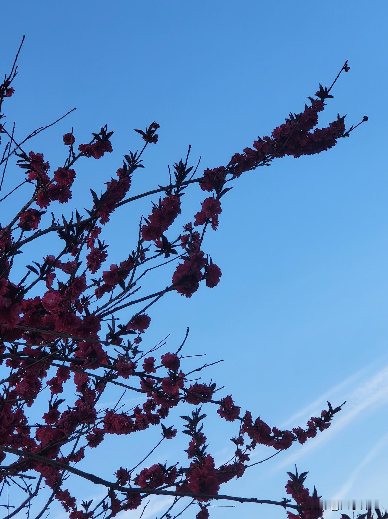 晨光穿过树叶，洒在那片粉白上。

花瓣层层叠叠，露珠还挂在边缘，风一吹就颤巍巍的