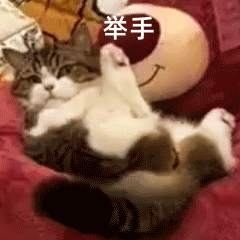 终于怀上小猫了猫猫你是一只可爱小猫 ​​​
