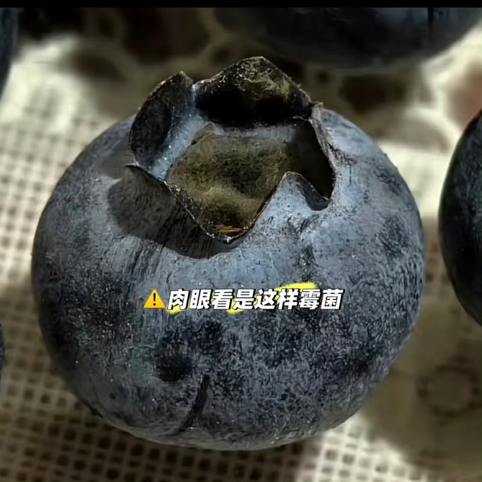 蓝莓肚脐眼里的霉菌 真的假的？？？我都是拿水简单洗洗就完事儿了…… ​​​