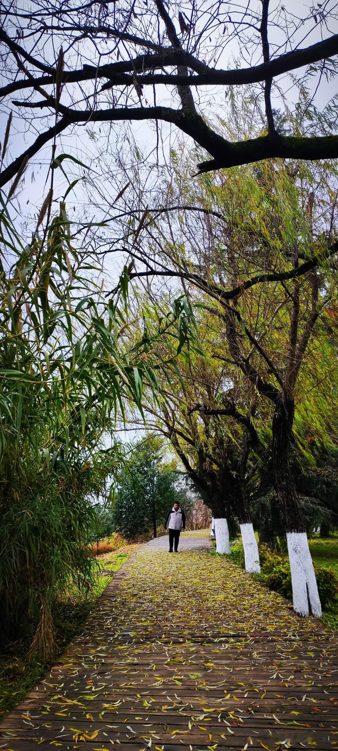 冬日生活打卡季一点风，柳树的叶子就铺满了步道。长风如丝，一阵又一阵，不知道是哪片