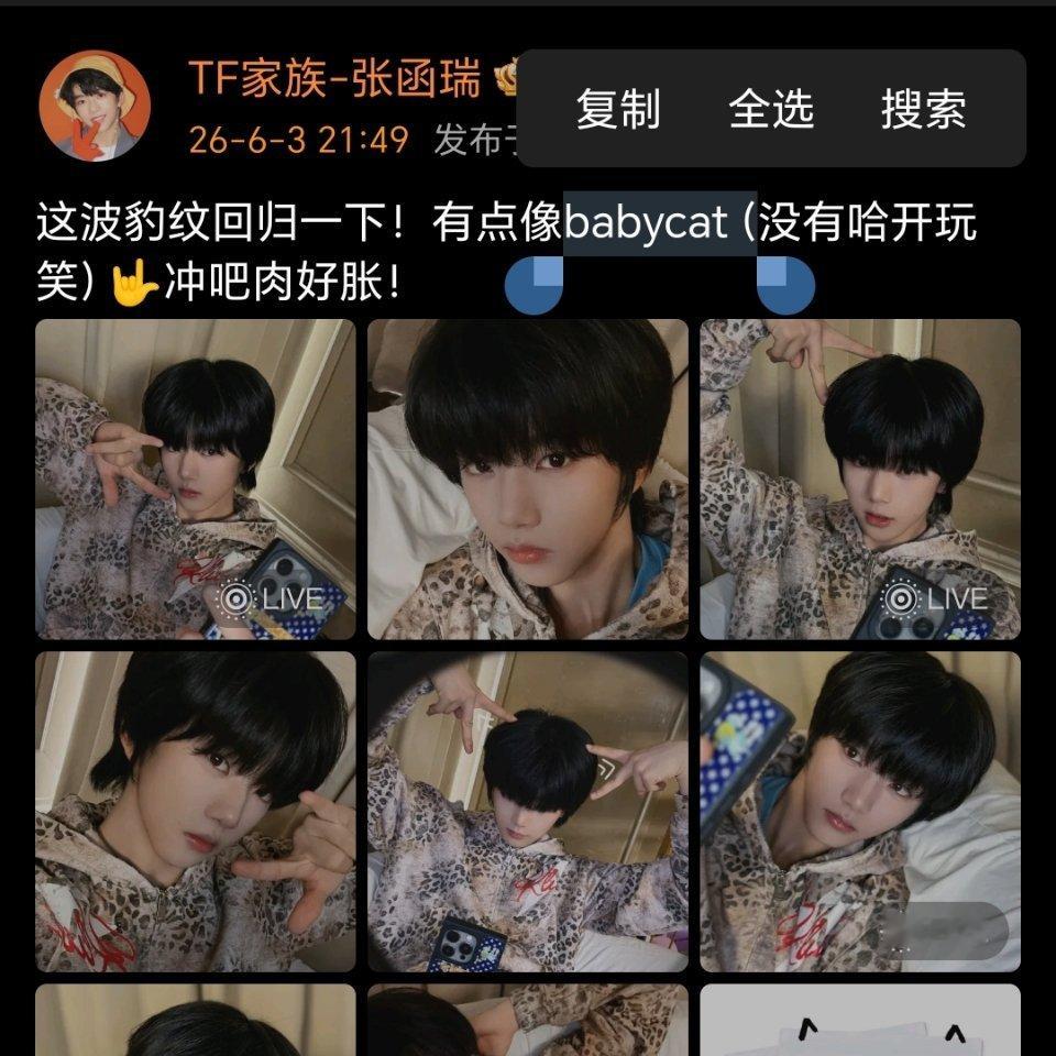 哦？这个babycat吗