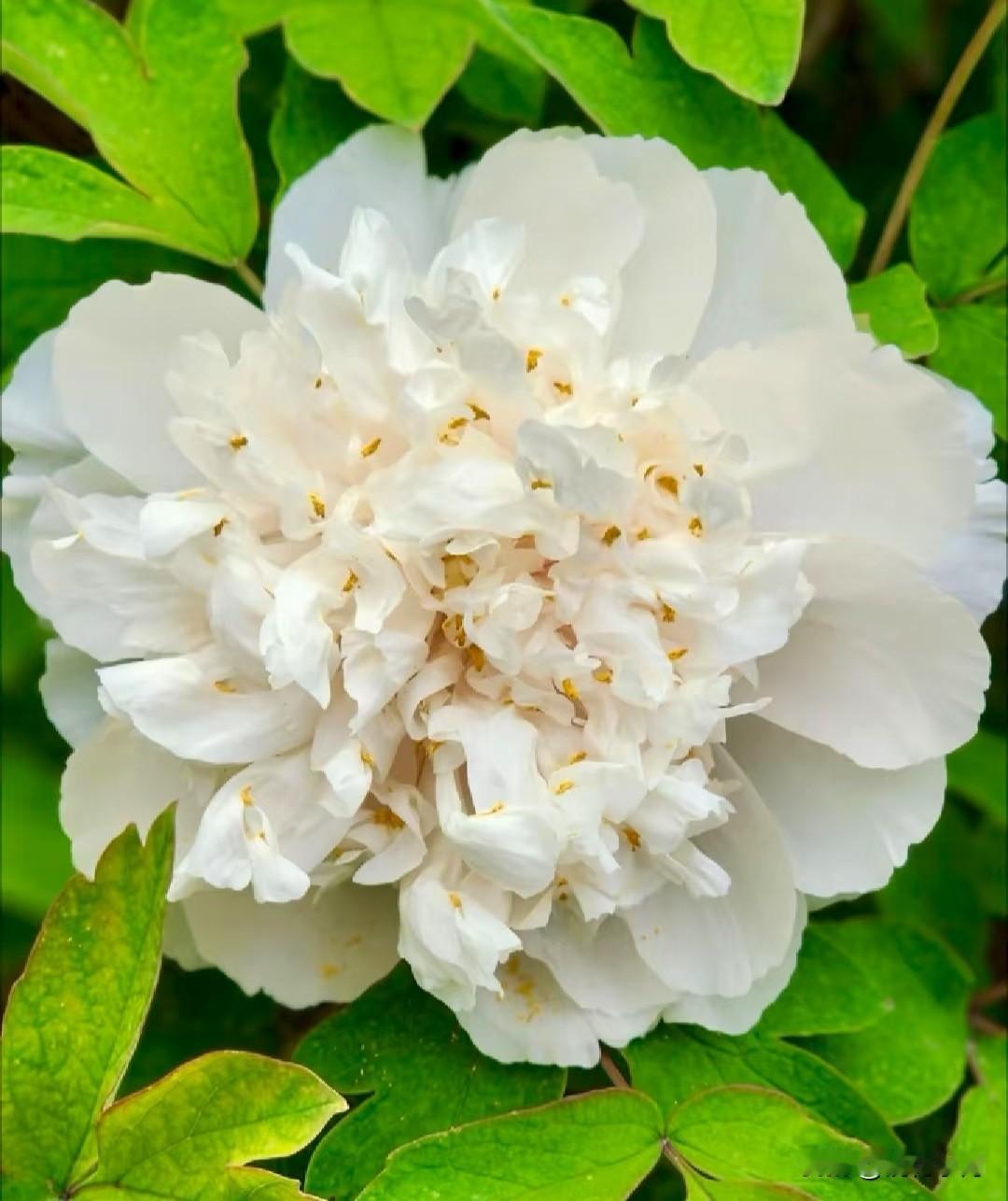 快要 开了！开了！等了一年啦!全球仅此一株，洛阳顶流牡丹金丝贯顶马上要惊艳绽放，