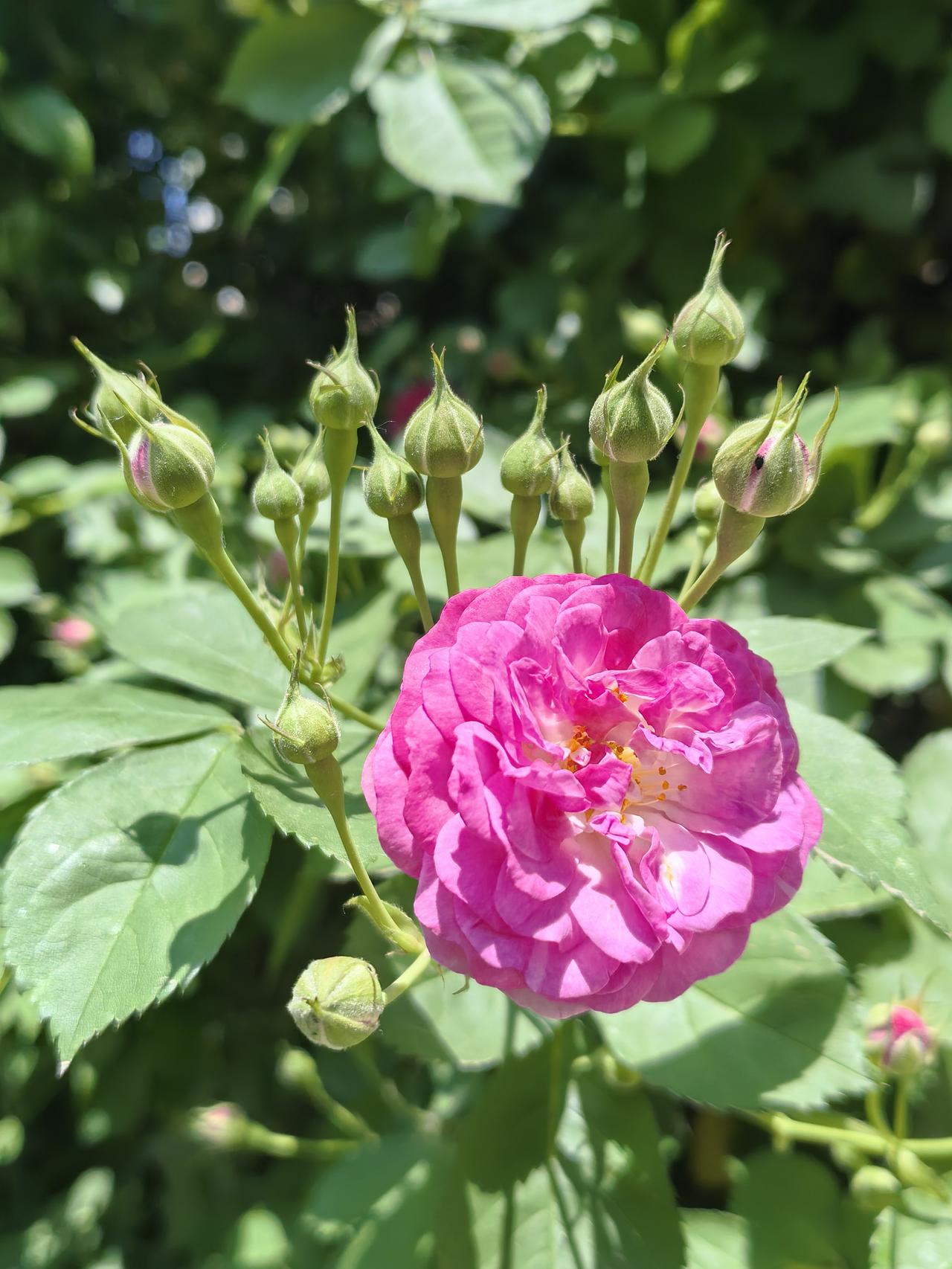 春欲尽，夏将来，满架蔷薇一院香。