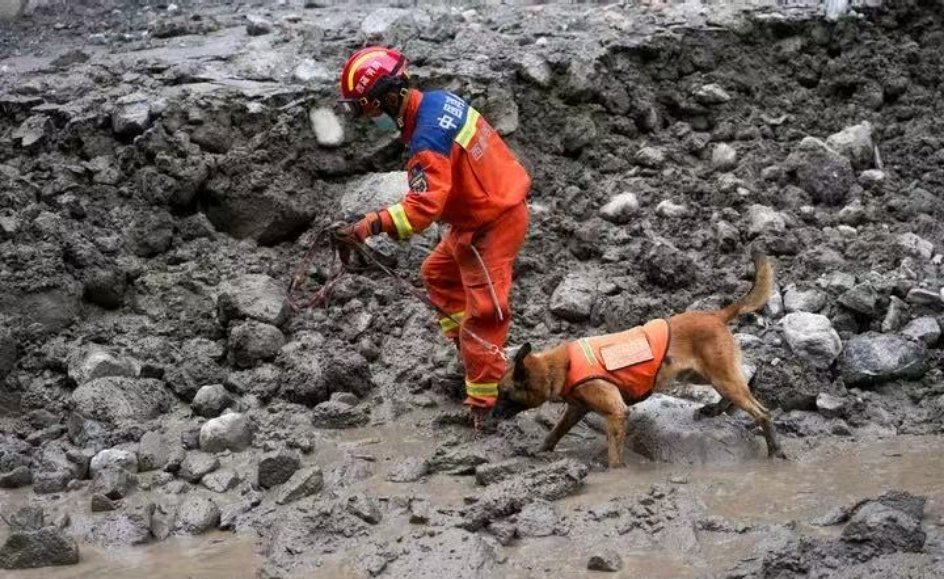 吉隆口岸受伤搜救犬辛巴已救治稳定看到说搜救犬为了找人爪子都肿了，还有些搜救犬因为