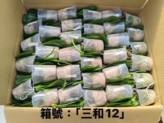 背影杀手2.5寸苗今天湾湾发货