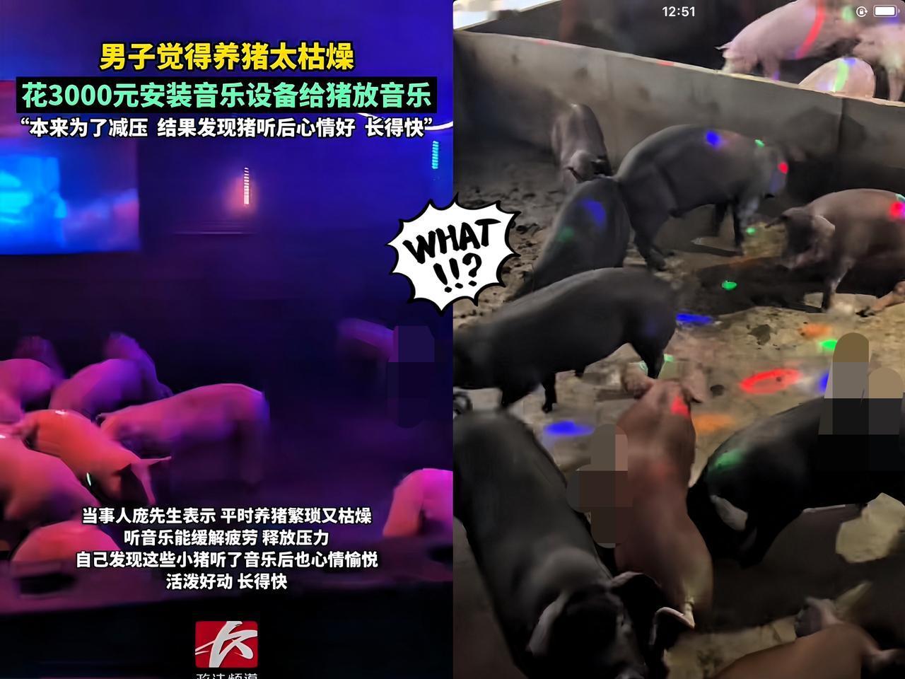 解释不清了！

广西桂林一男子养猪烦闷，

竟在猪舍装音乐设备，本想自己

解闷