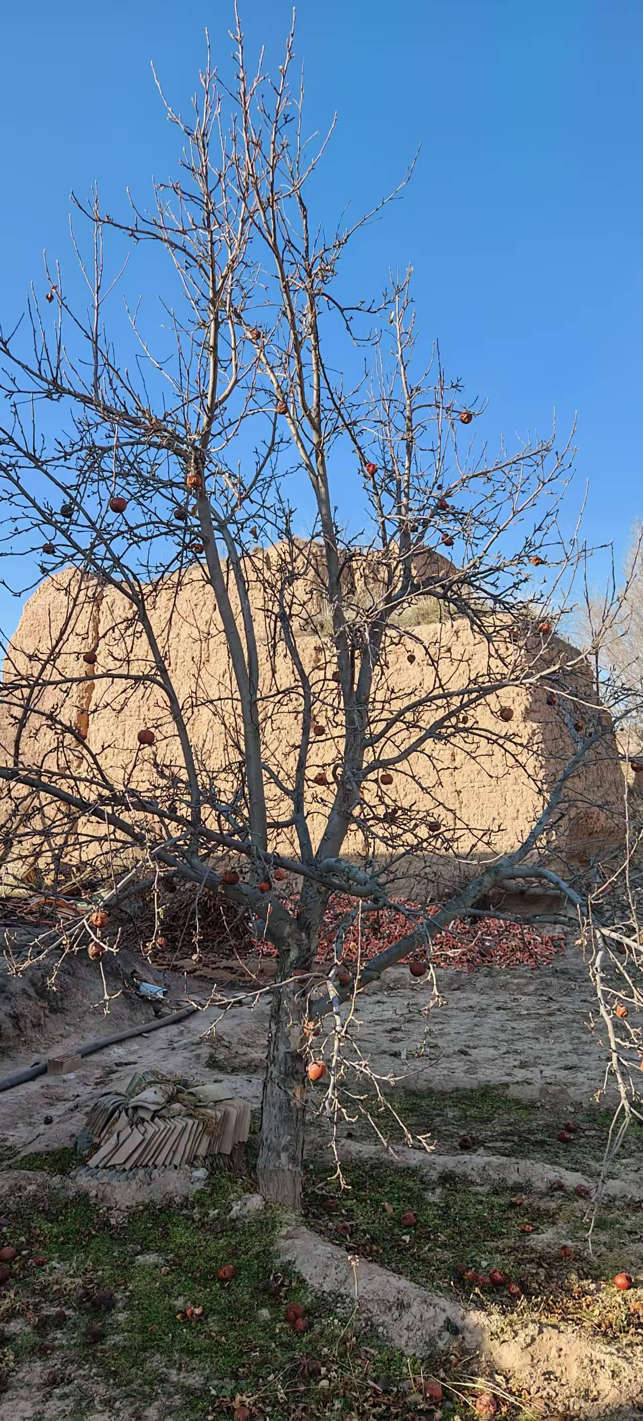 苦果结在枯枝上