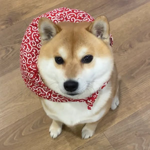早上好—— ​​​