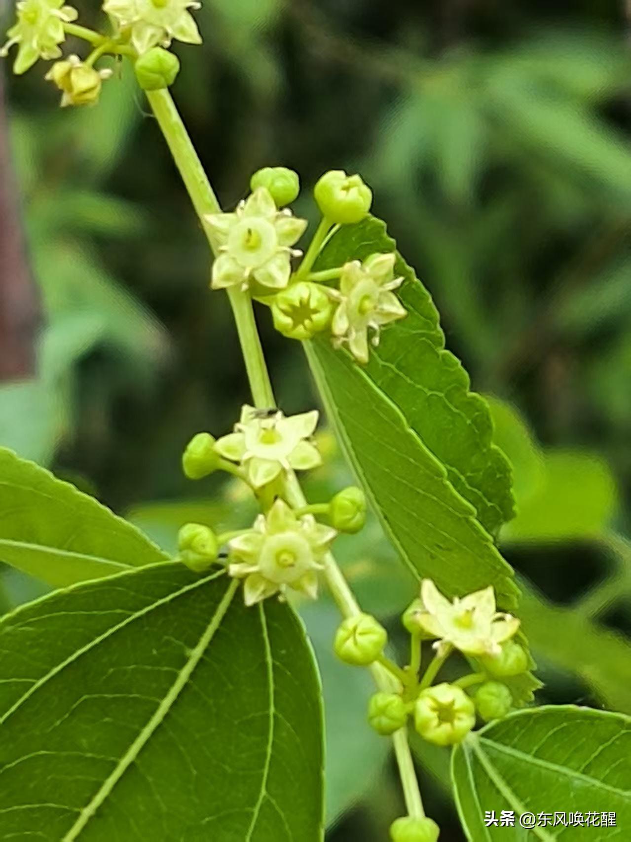 一些植物开过花后，它的树夹也非常漂亮。（如紫荆树、元宝槭等）像枣树花在结果前开花