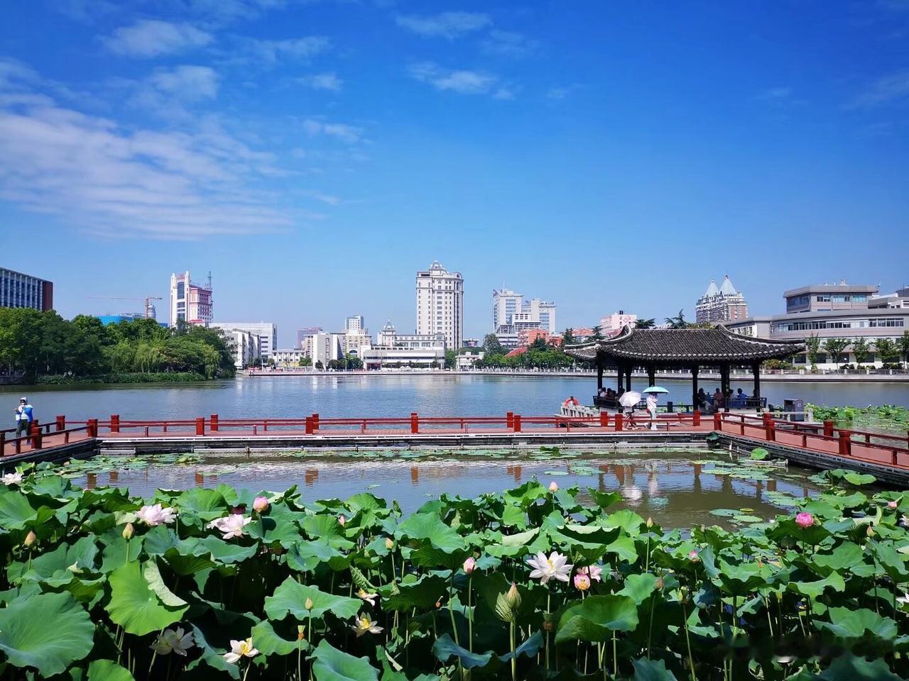 今天是9号台风过后的第二天，入伏的第一天，外面气温高过37度，热浪扑面。濠河荷塘