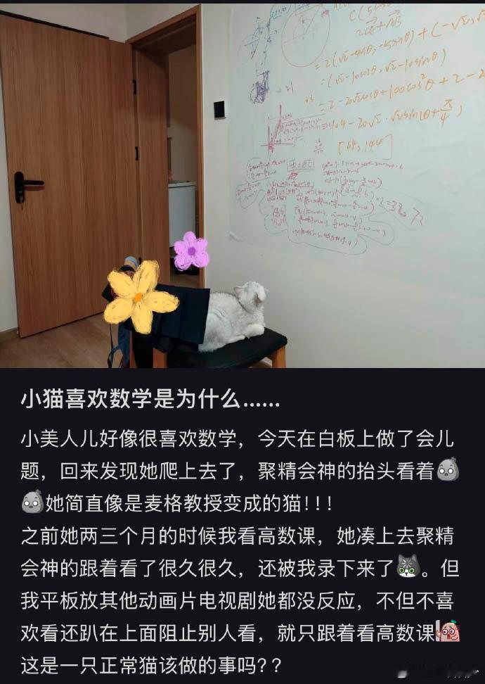 可能是只逻辑猫 ​​​