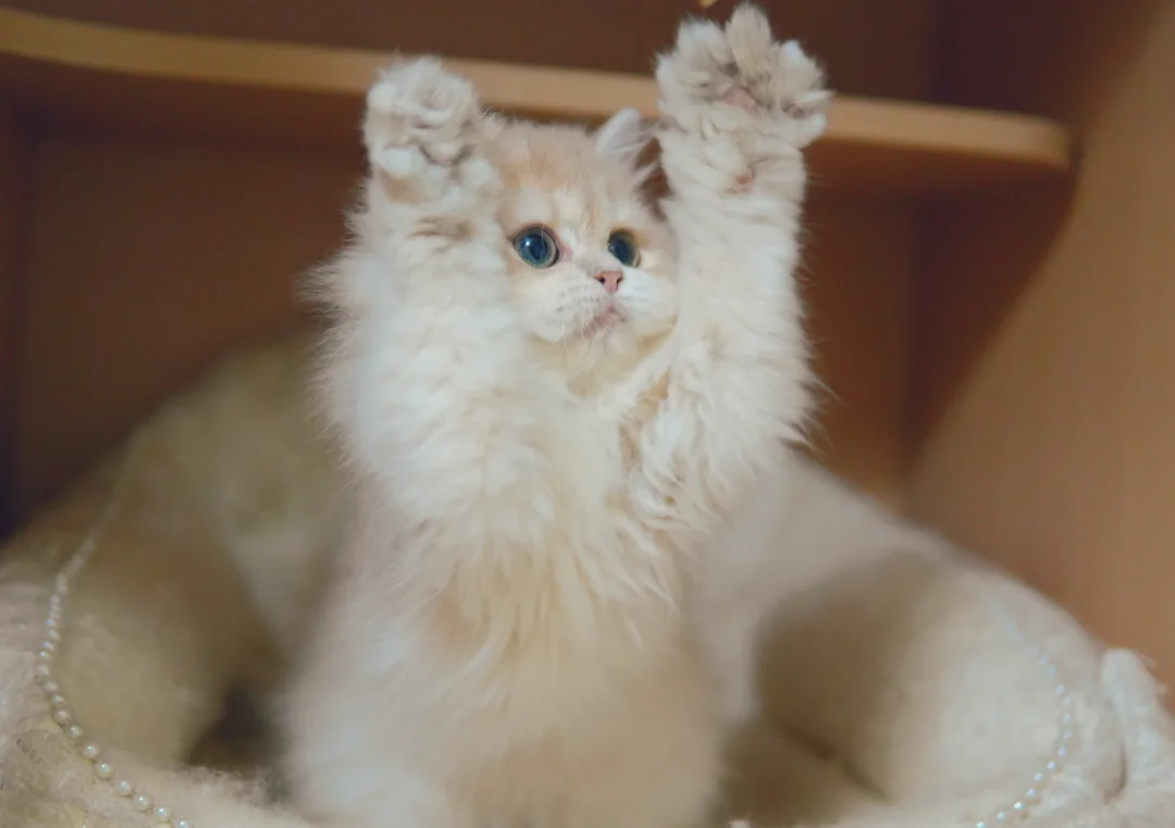 谁家小猫咪这么可爱呀！？