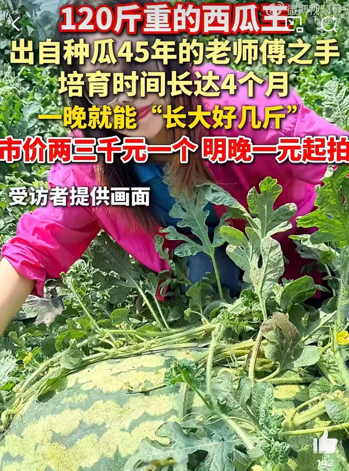 130斤的巨型西瓜曾拍卖到1.3万元120斤大瓜真喜庆，想抱抱沾福气，比对象还重