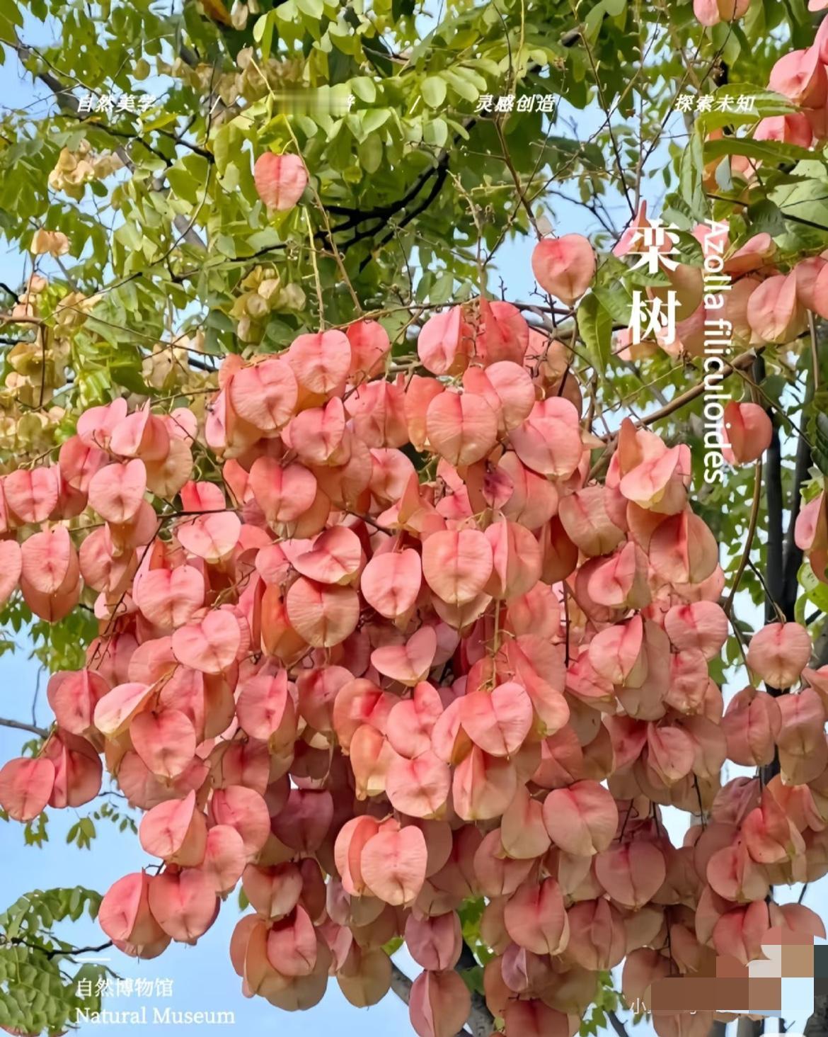 上联：秋霜催黄叶，诚邀下联