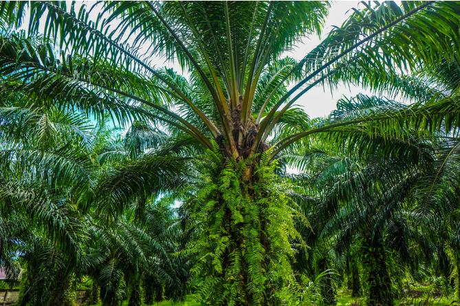 泰国传来消息！

4月6日，一则从东南亚传来的消息炸开了锅：泰国突然宣布，从今天