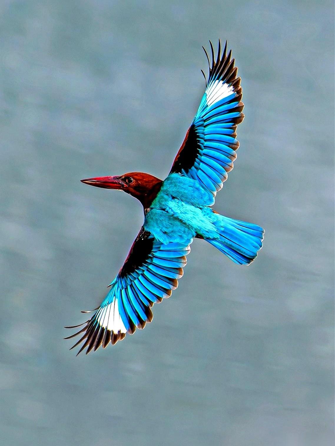 这公园起名叫“人才公园”，我觉得就是个天大的讽刺。
真正的人才，是这只鸟。
我们