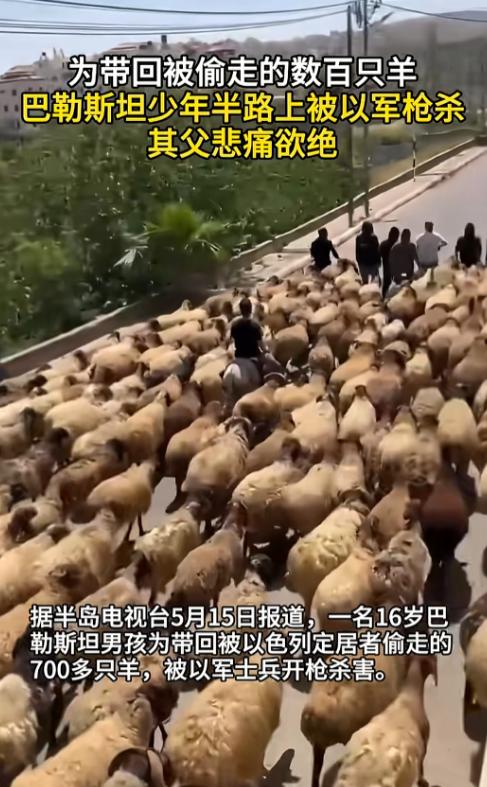一个16岁的巴勒斯坦男孩，为了抢回家里被人偷走的700多只羊，被以军开枪打死了，