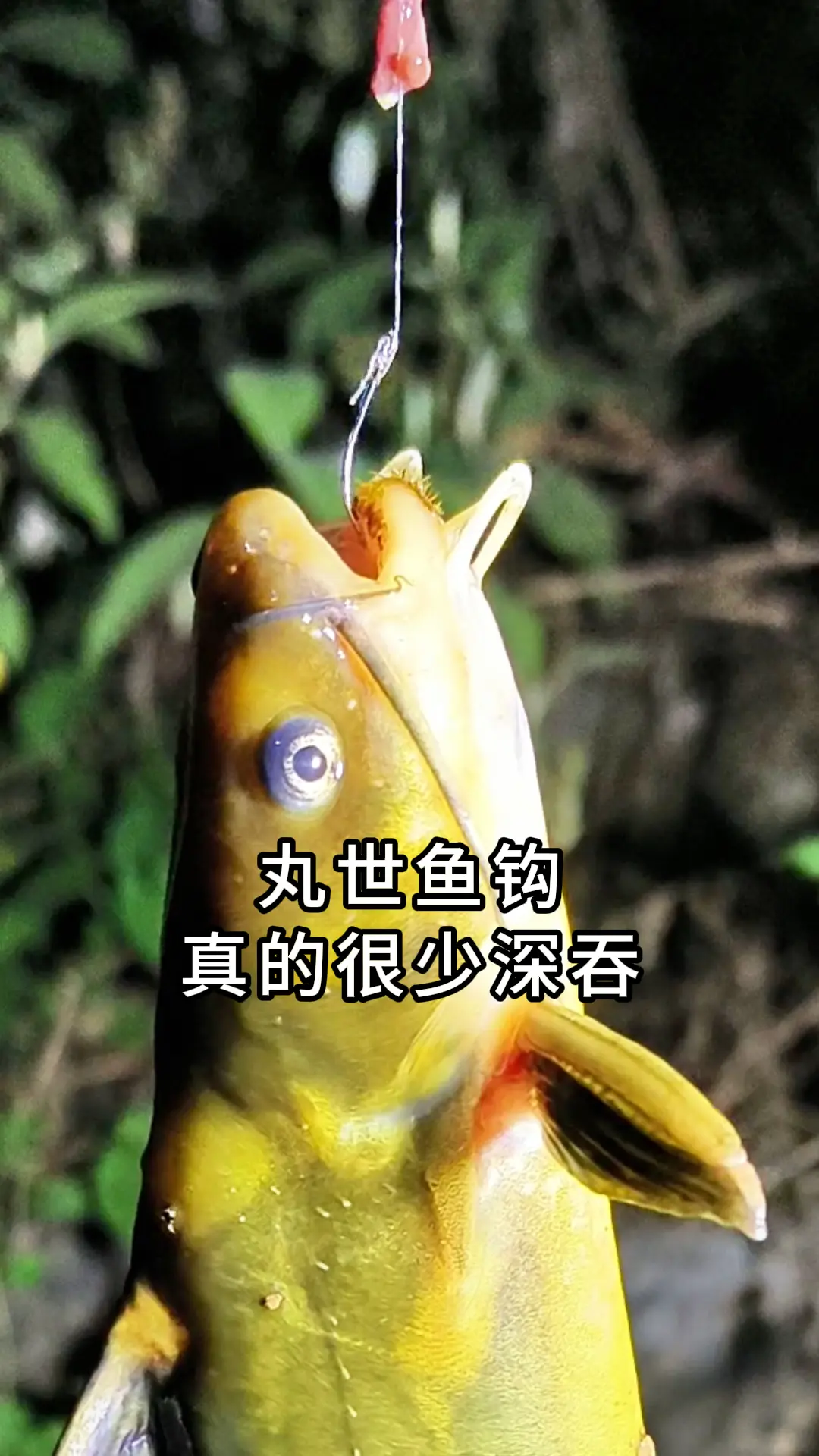 用丸世鱼钩钩子确实不易被深吞！取钩方便，户外野钓钓黄辣丁用什么鱼钩好？...