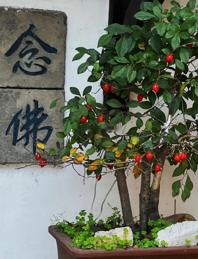 那些存心欺骗你的人，终究要为自己的妄念背负业障，身生疾苦来偿还亏欠；刻意欺压、为