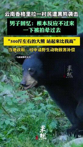 “不幸中的万幸！”云南丽江，一男子到山里采药时，意外遇见了500斤的大黑熊，男子